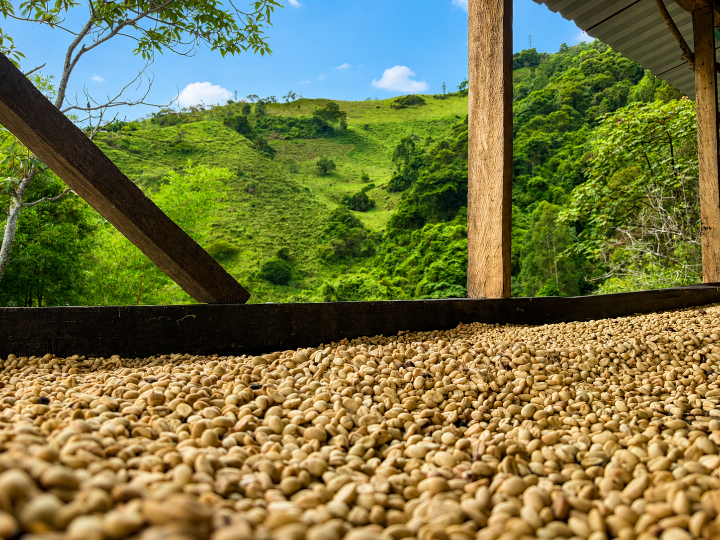Granos de café pergamino secándose en marquesina — origen Gaitania, Tolima