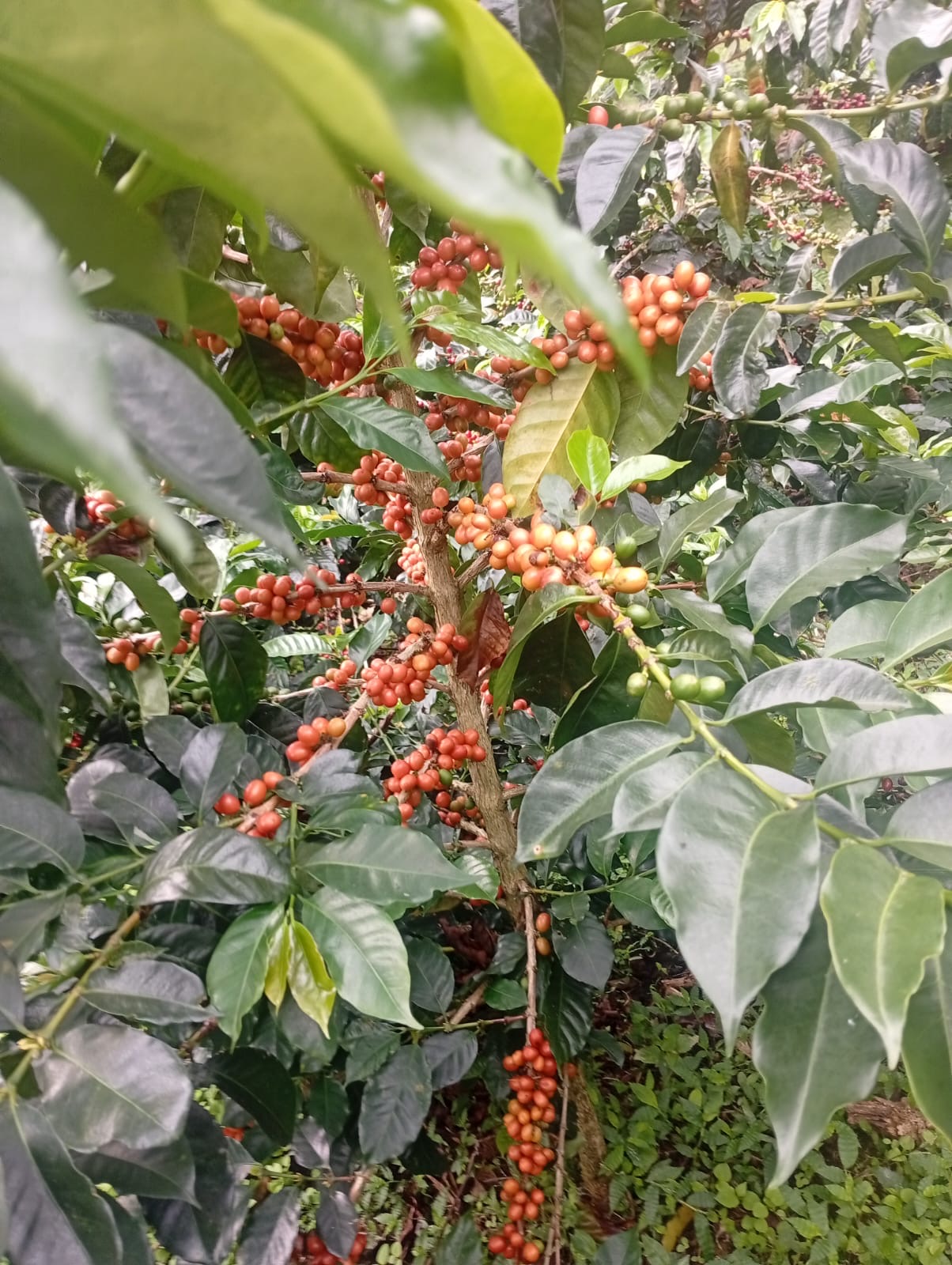 Cerezas naranjas y rosadas del Bourbon Rosado — variedad especial de La Rivera