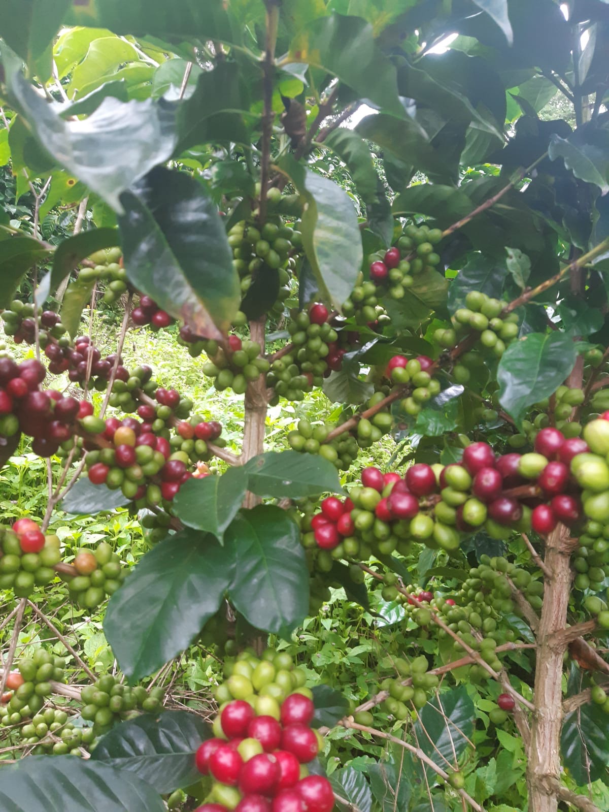 Cerezas densas del café JM — híbrido exclusivo de La Rivera, Gaitania