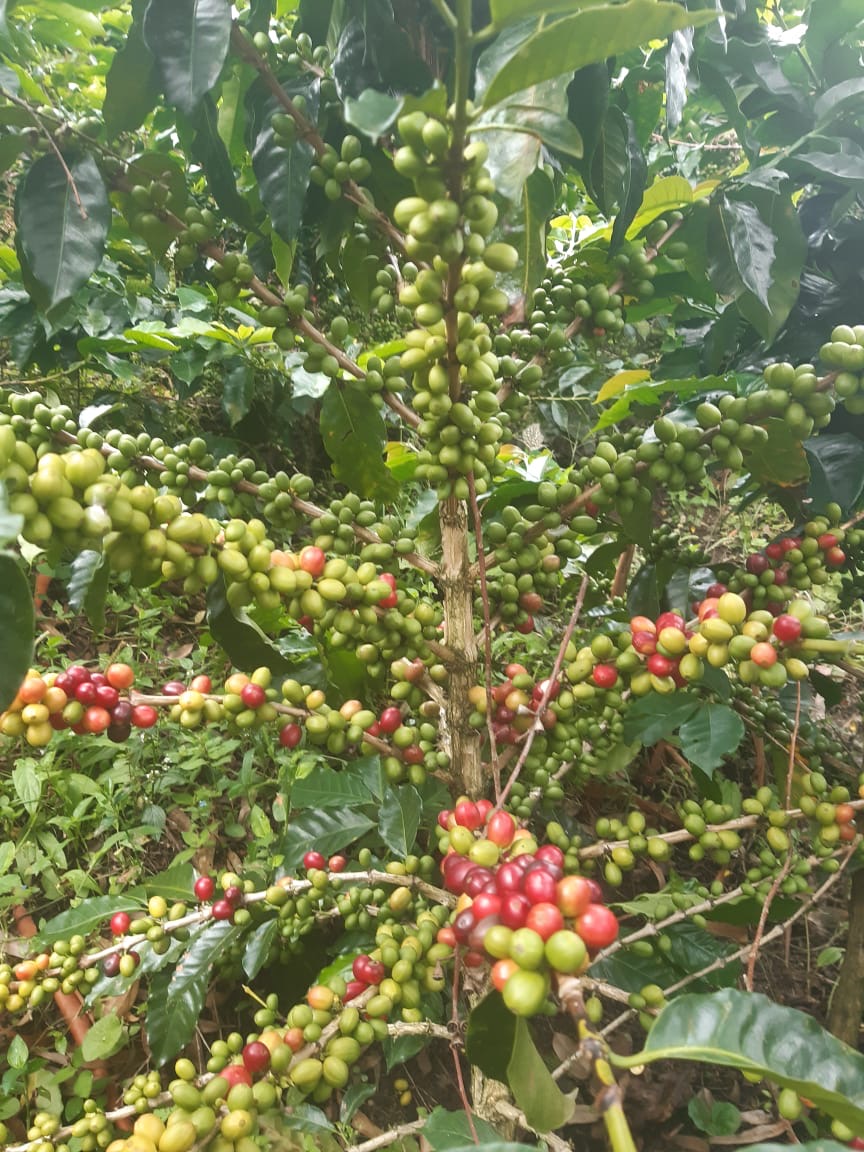 Cerezas en etapas de maduración — cosecha selectiva para el Blend de La Rivera