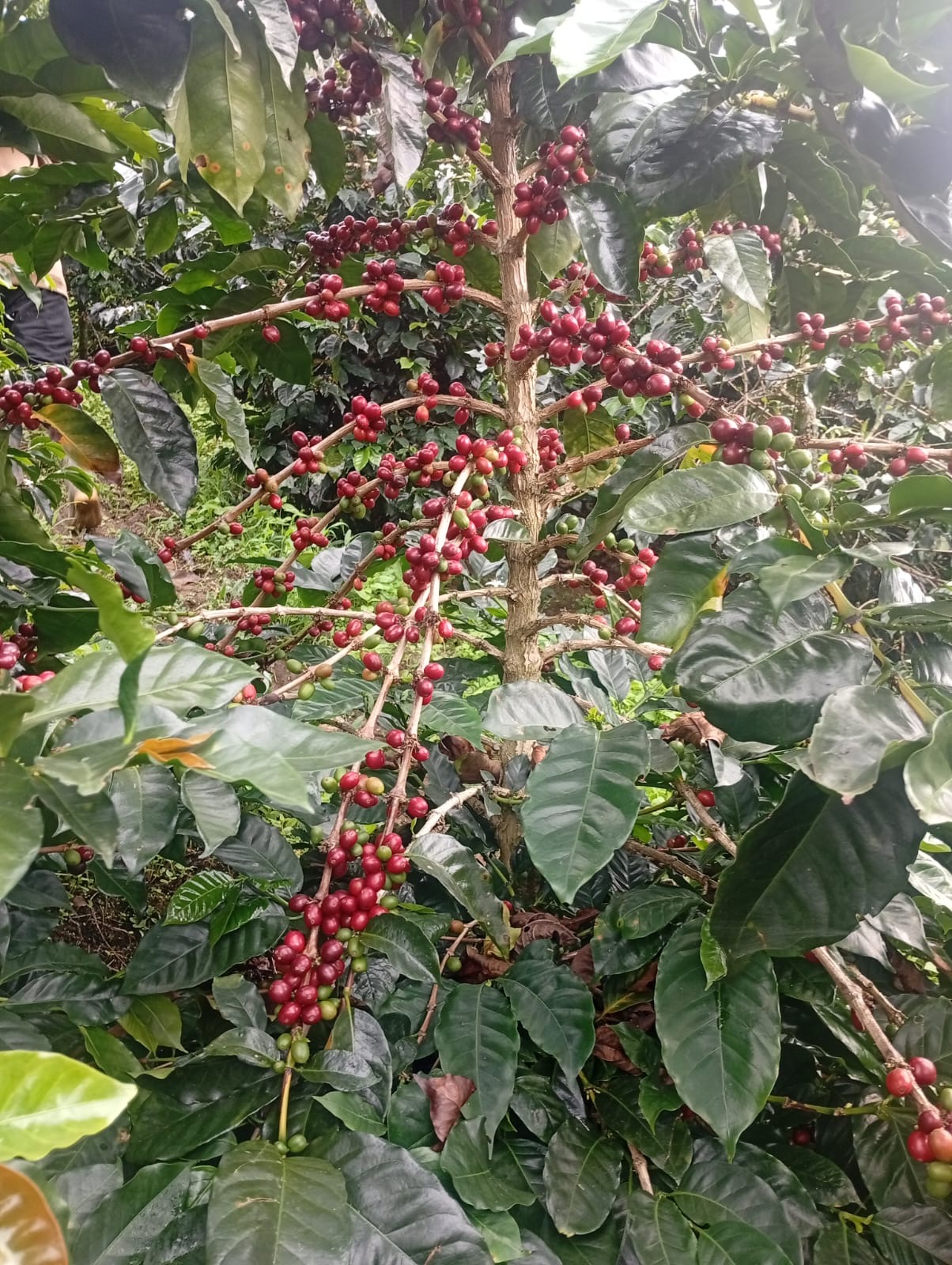 Cerezas rojas en punto óptimo de cosecha — cosecha selectiva finca La Rivera