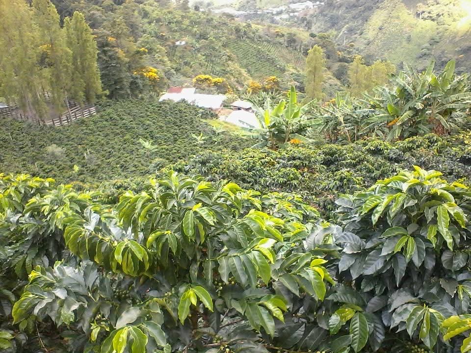Vista panorámica de las terrazas cafeteras de la finca La Rivera — Gaitania, Tolima