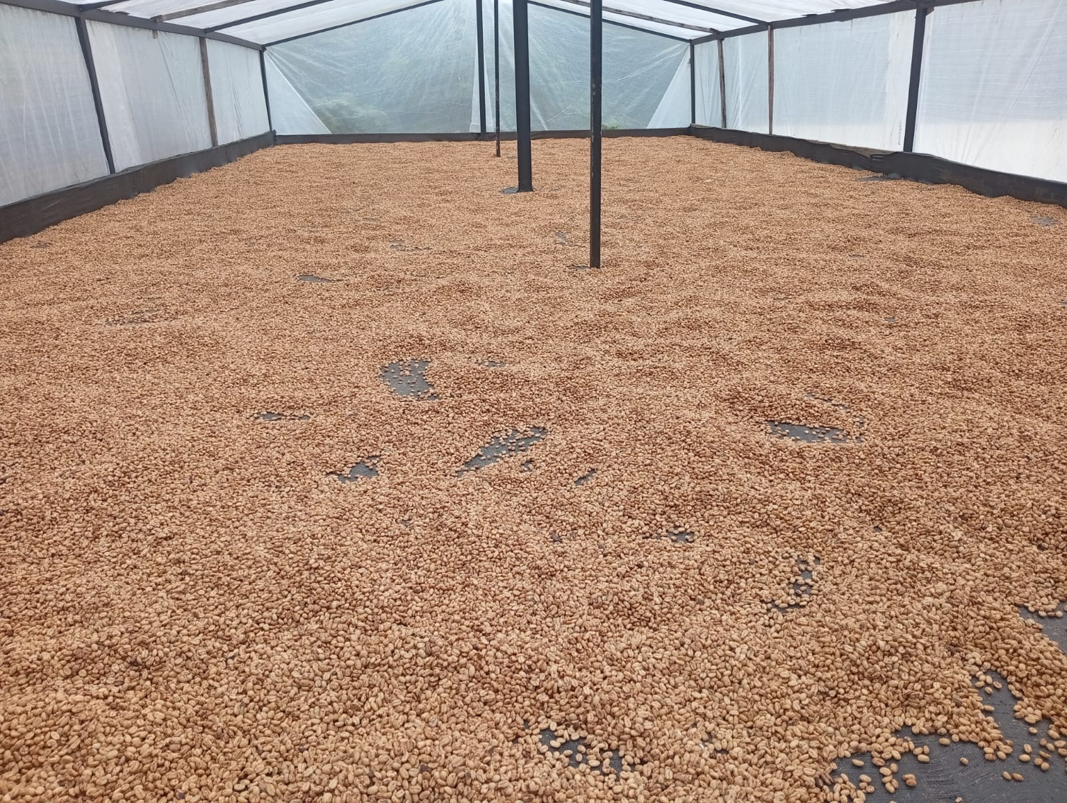 Interior de la marquesina de secado — café Red Honey extendiéndose bajo cubierta plástica en la Finca La Rivera, Gaitania, Tolima