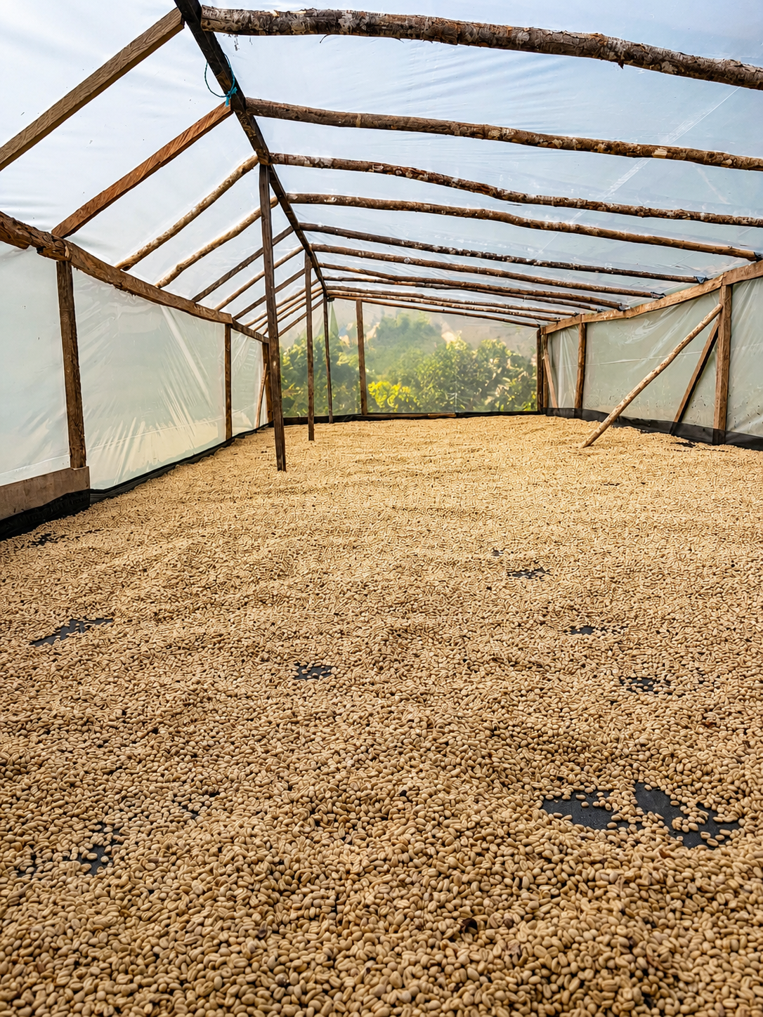 Vista panorámica interior de la marquesina — café Red Honey secándose bajo cubierta plástica, finca La Rivera