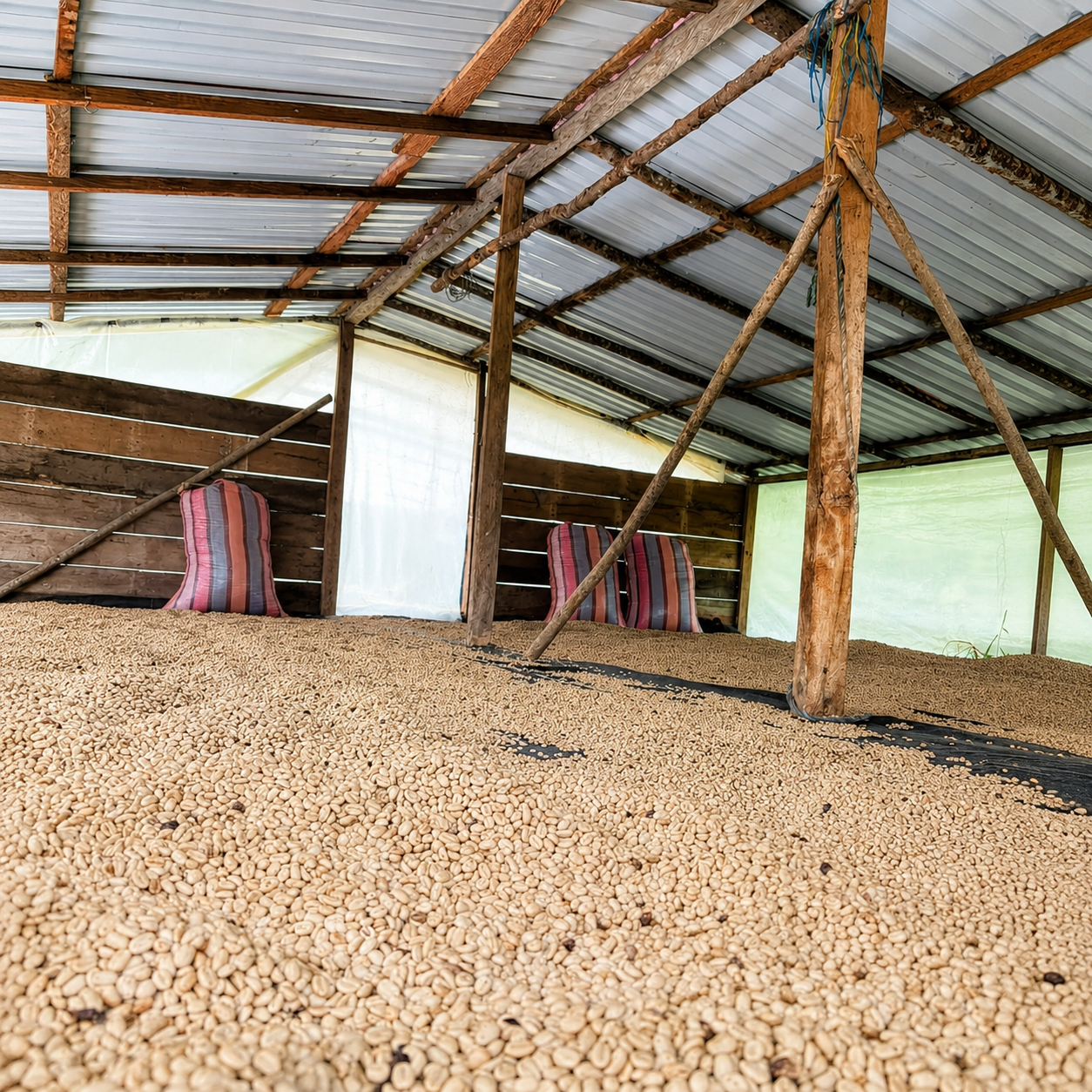 Interior del oreador de secado — café lavado extendiéndose bajo cubierta metálica en la Finca La Rivera, Gaitania, Tolima