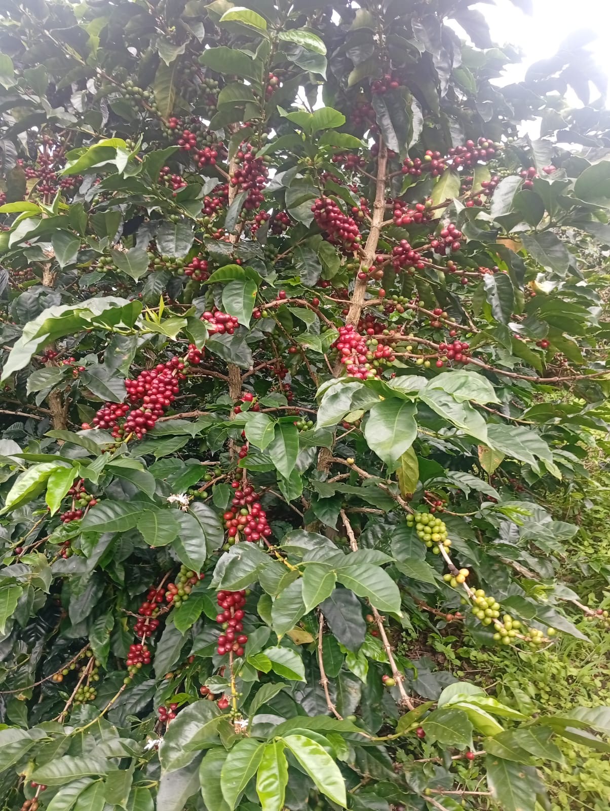 Planta de café con flor blanca y cerezas maduras — finca La Rivera, 1.900 msnm