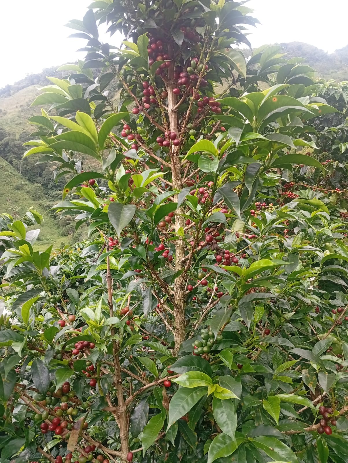 Planta de café frente a la cordillera central — 1.900 msnm, Gaitania